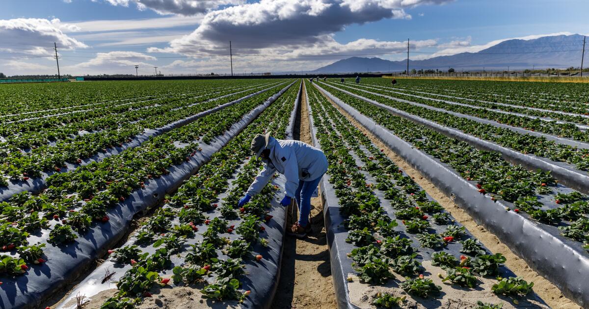 On California farms, workers say threats to deport them on the rise