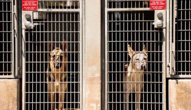 A shakeup at L.A.'s animal services. Is that good news for its 60,000 animals?