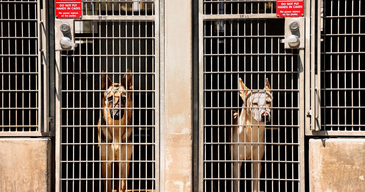 A shakeup at L.A.'s animal services. Is that good news for its 60,000 animals?
