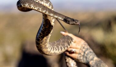 Rattlesnake bite at Cal State campus marks sixth incident in Ventura County since mid-March