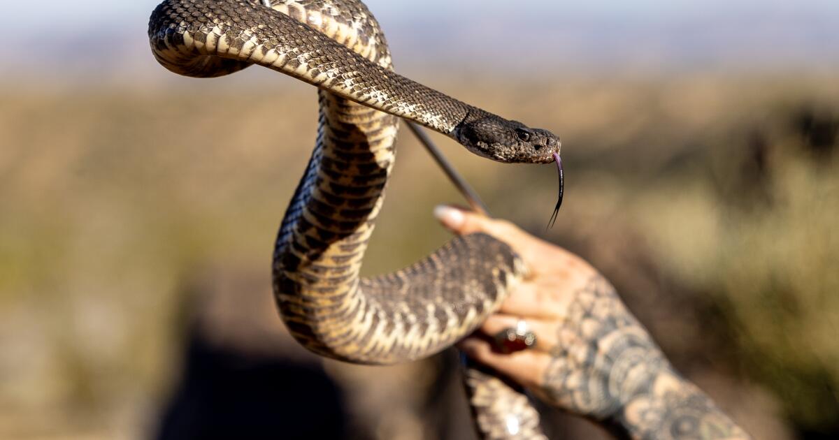 Rattlesnake bite at Cal State campus marks sixth incident in Ventura County since mid-March