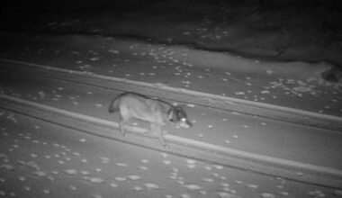 L.A.'s history-making wolf lands in Eastern Sierra, seeks forever home