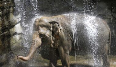 Former L.A. Zoo elephant Tina falls ill; Samuel L. Jackson and activists call for sanctuary