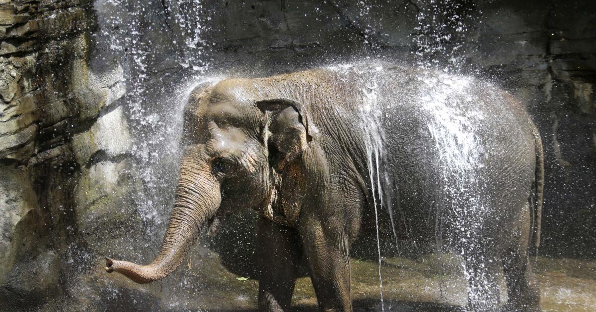 Former L.A. Zoo elephant Tina falls ill; Samuel L. Jackson and activists call for sanctuary
