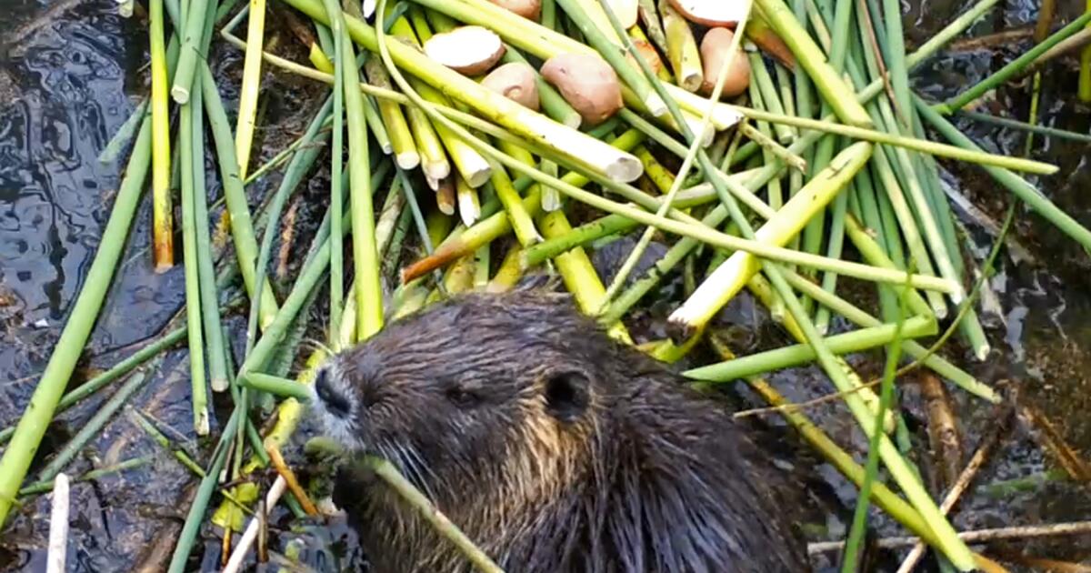 Invasive rodent plaguing California may have been deliberately released. Here's the theory