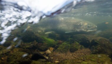 Rare salmon returned to Northern California. Then the money dried up