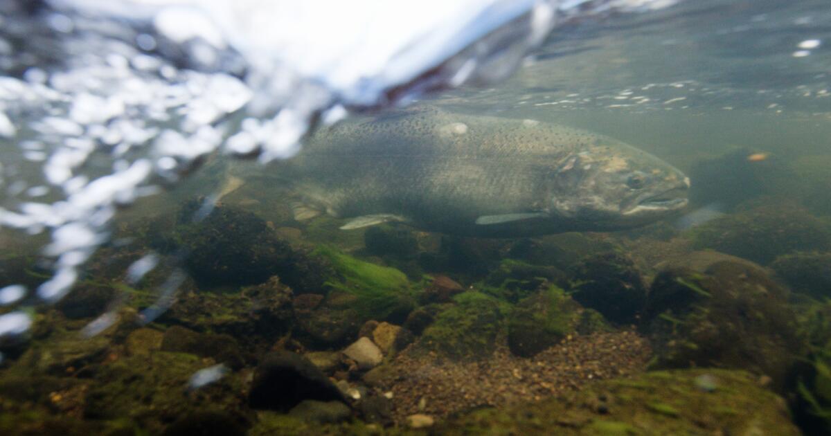 Rare salmon returned to Northern California. Then the money dried up
