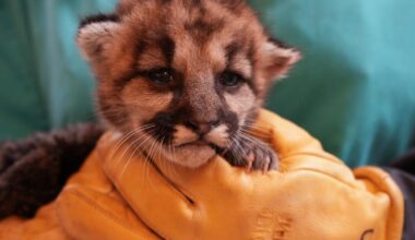 Baby mountain lion orphaned and left to starve in Southern California is rescued