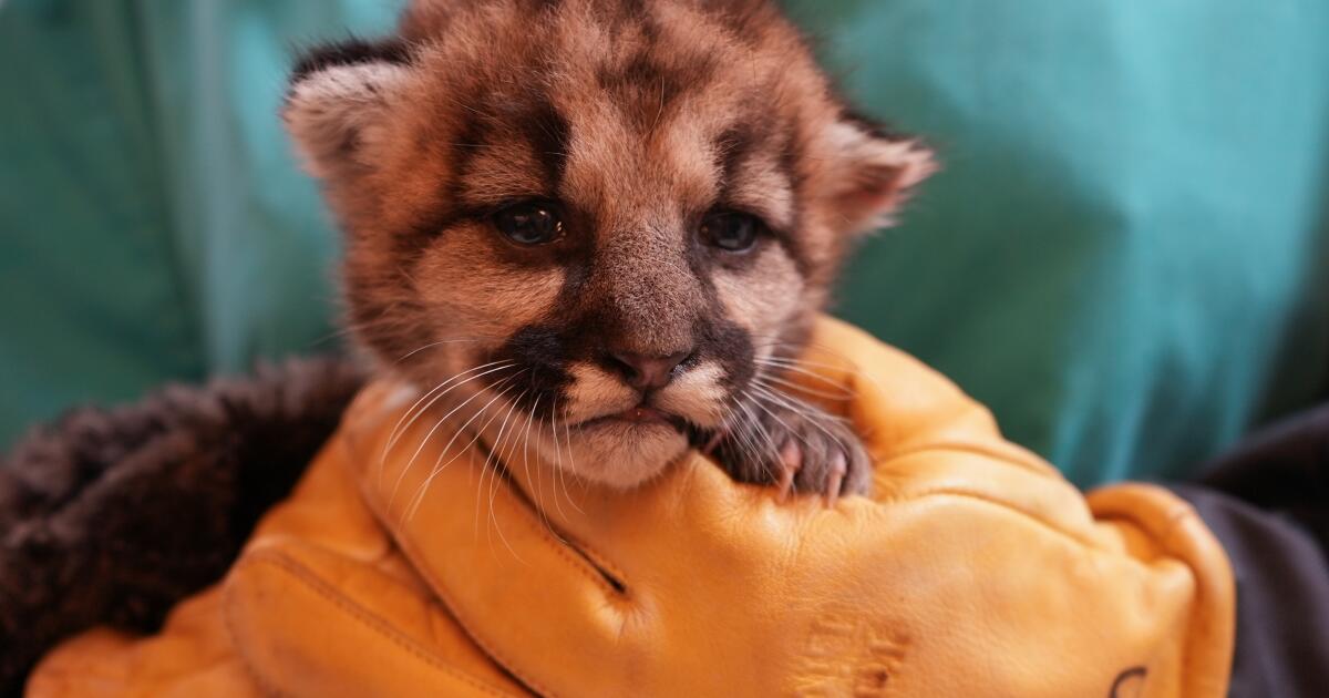 Baby mountain lion orphaned and left to starve in Southern California is rescued