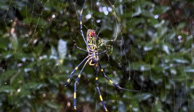 Large spiders the size of your palm are popping up across the U.S. Here's why you shouldn't be afraid