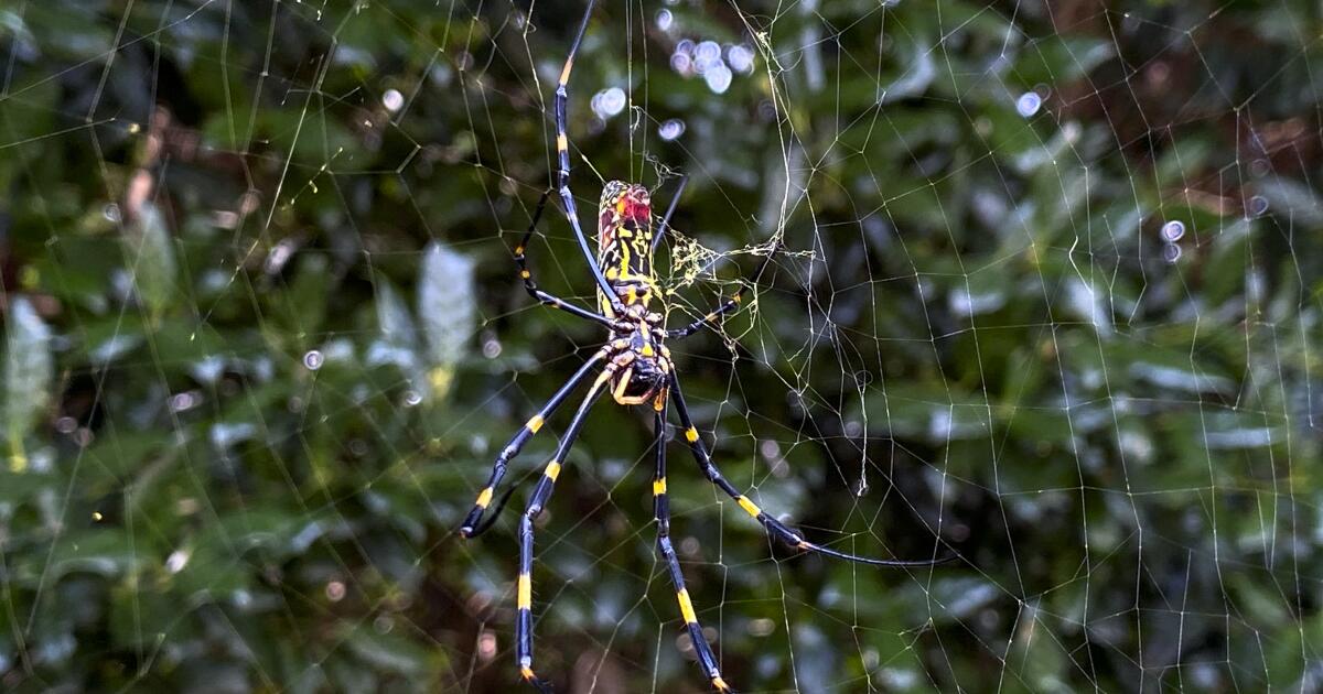 Large spiders the size of your palm are popping up across the U.S. Here's why you shouldn't be afraid