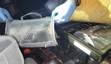 SoCal men sentenced for exotic bird smuggling at U.S. border