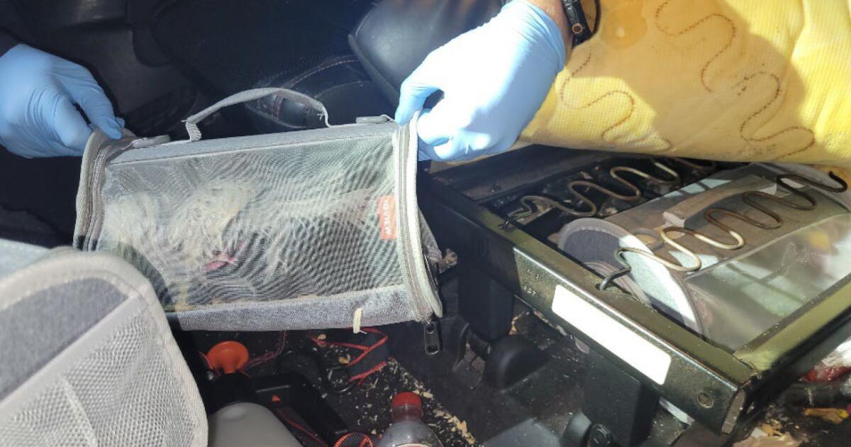 SoCal men sentenced for exotic bird smuggling at U.S. border