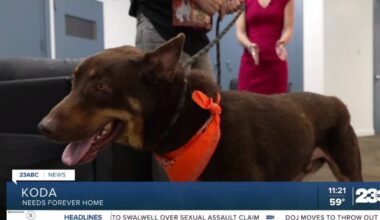 Meet Koda from OceanRay Rescue