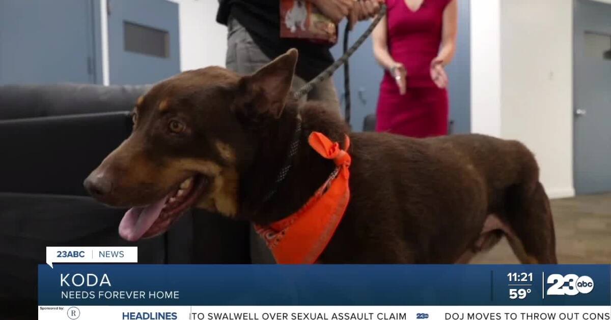 Meet Koda from OceanRay Rescue