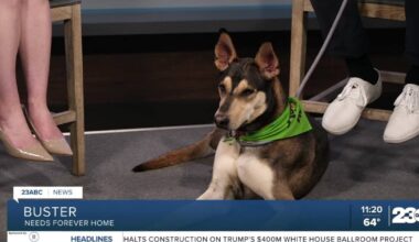 Meet Buster from Kern County Animal Services