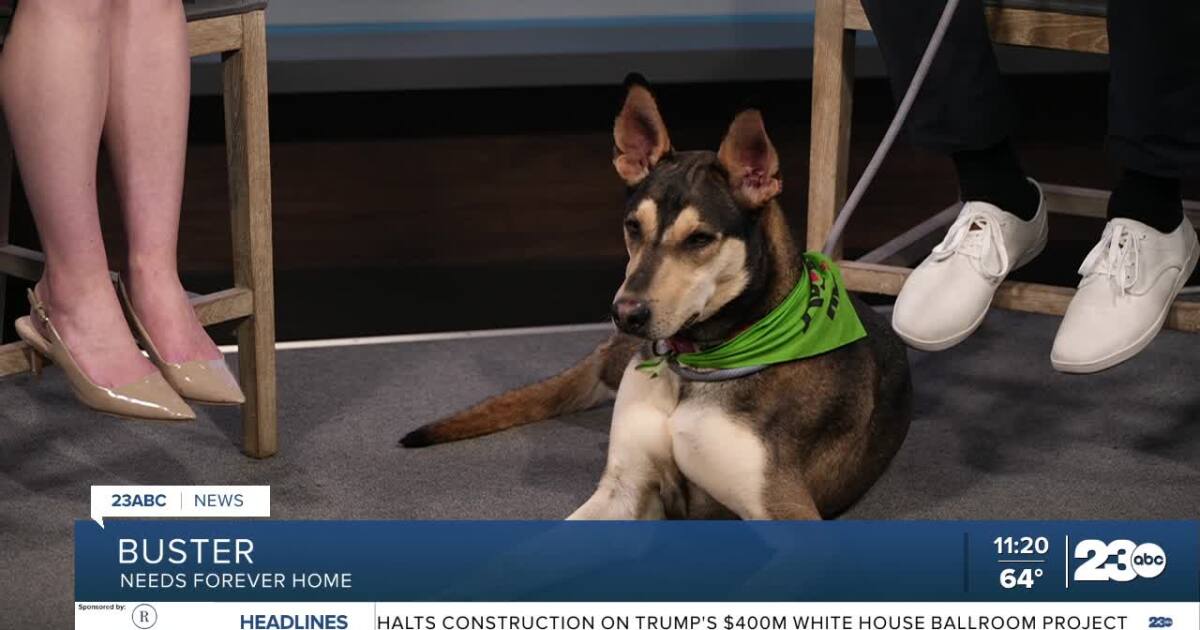 Meet Buster from Kern County Animal Services