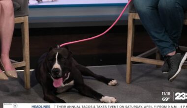 Meet Adnonis from Lucky's Crew Animal Rescue