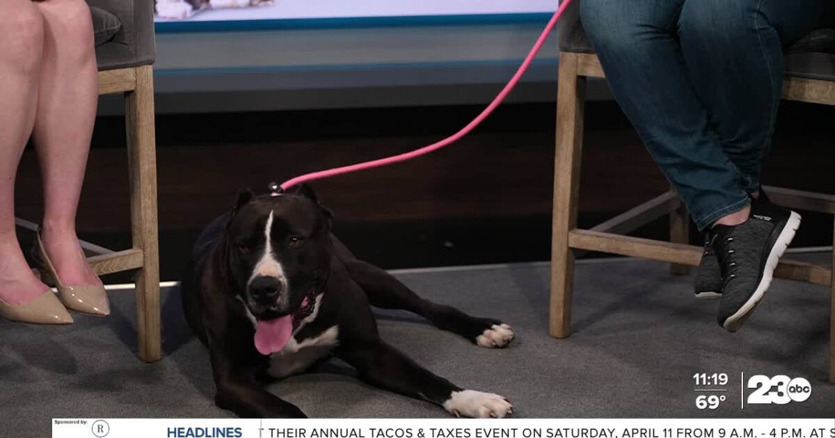 Meet Adnonis from Lucky's Crew Animal Rescue
