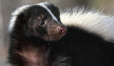 Skunk that bit Oakland County resident tests positive for rabies