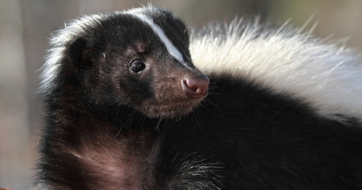 Skunk that bit Oakland County resident tests positive for rabies