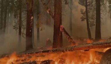 Trump Forest Service overhaul raises concerns about California wildfire research