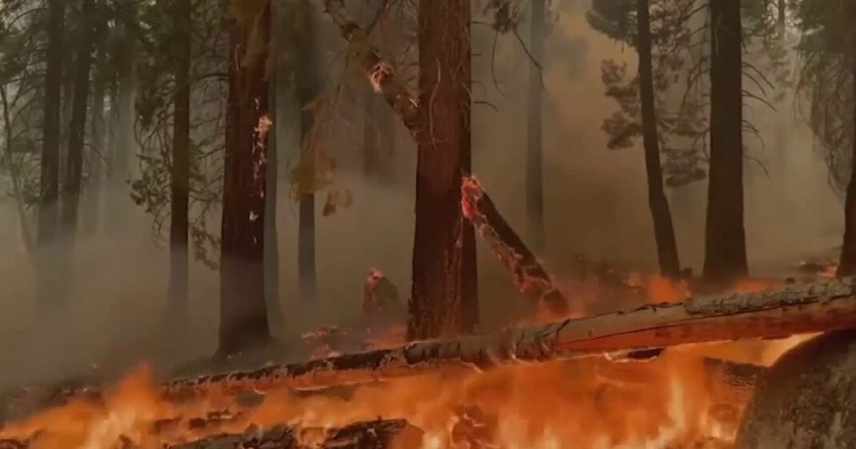 Trump Forest Service overhaul raises concerns about California wildfire research