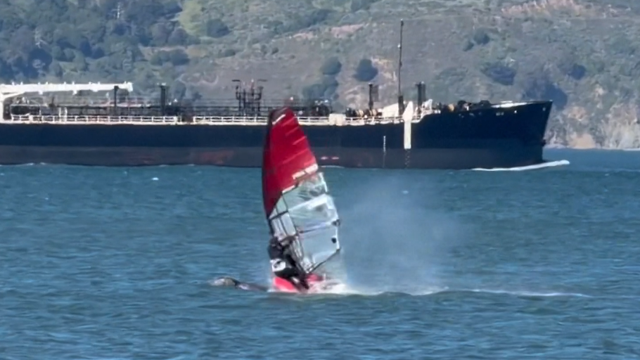 Astonishing video catches windsurfer crash into gray whale in Calif.