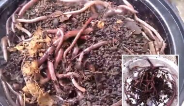 Asian jumping worms found in California, officials issue warning