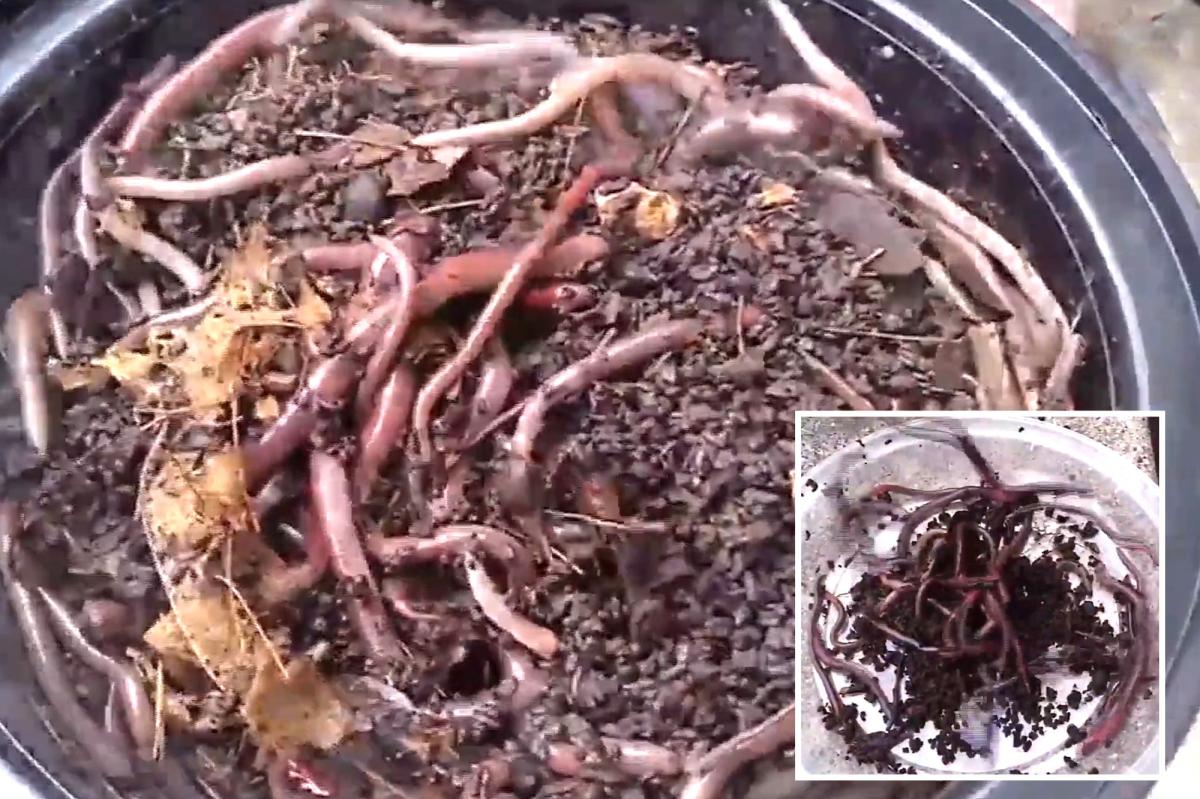 Asian jumping worms found in California, officials issue warning