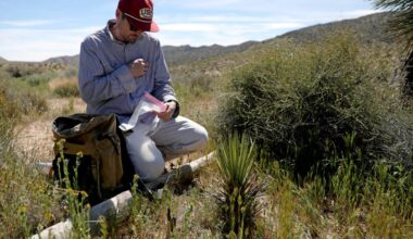 Humans are killing California Joshua trees. Can fungi save them?