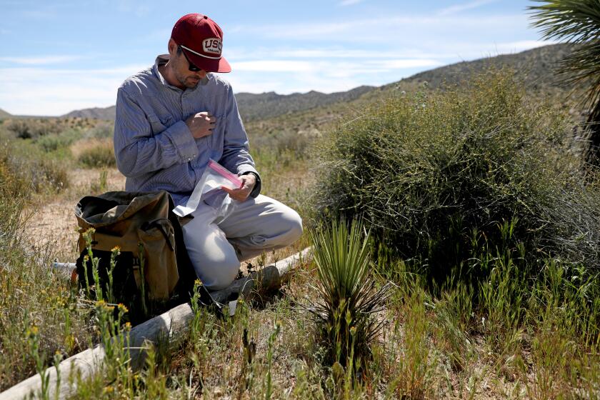 Humans are killing California Joshua trees. Can fungi save them?
