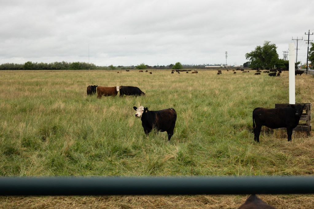 A herd of cows stands and grazes across a wide, grassy pasture under a gray sky; one cow with a white face looks toward the camera in the foreground, while others are scattered into the distance near a roadside lined with utility poles.
