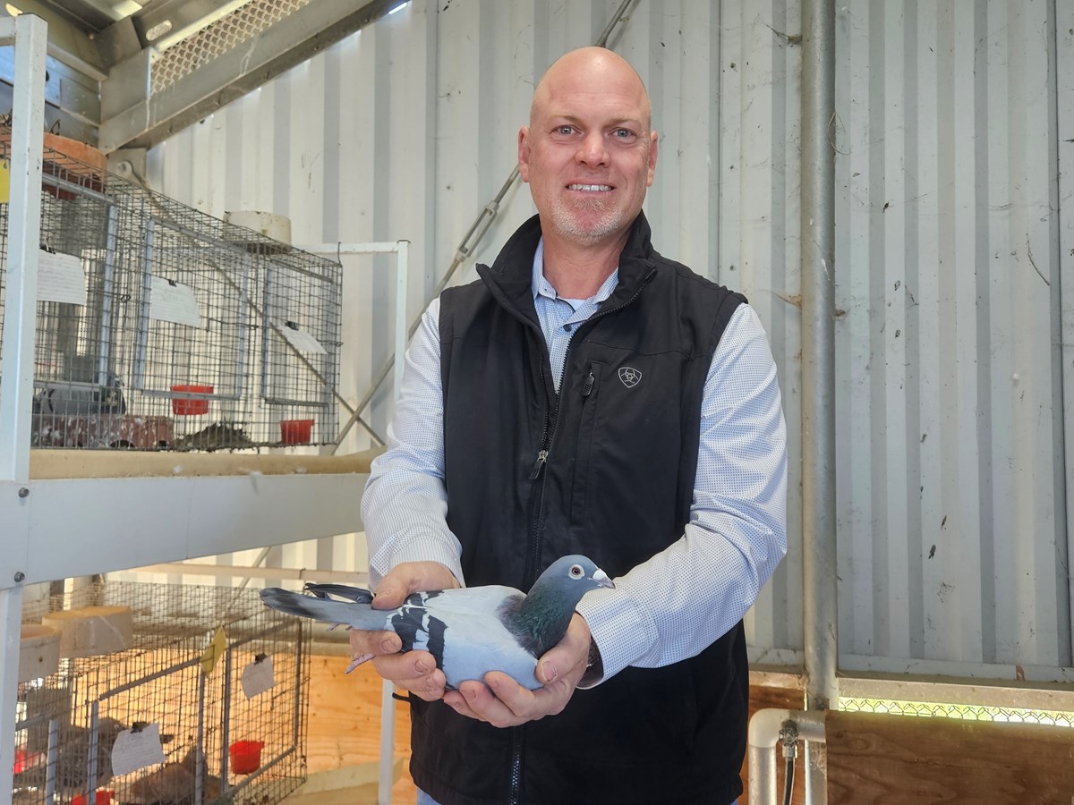 Jim Looper is an agriculture teacher in the Elk Grove Unified School District, and the President of the Fort Sutter Racing Pigeon Club in Sacramento. He is seen here holding Pigeon 7804, a retired racer.