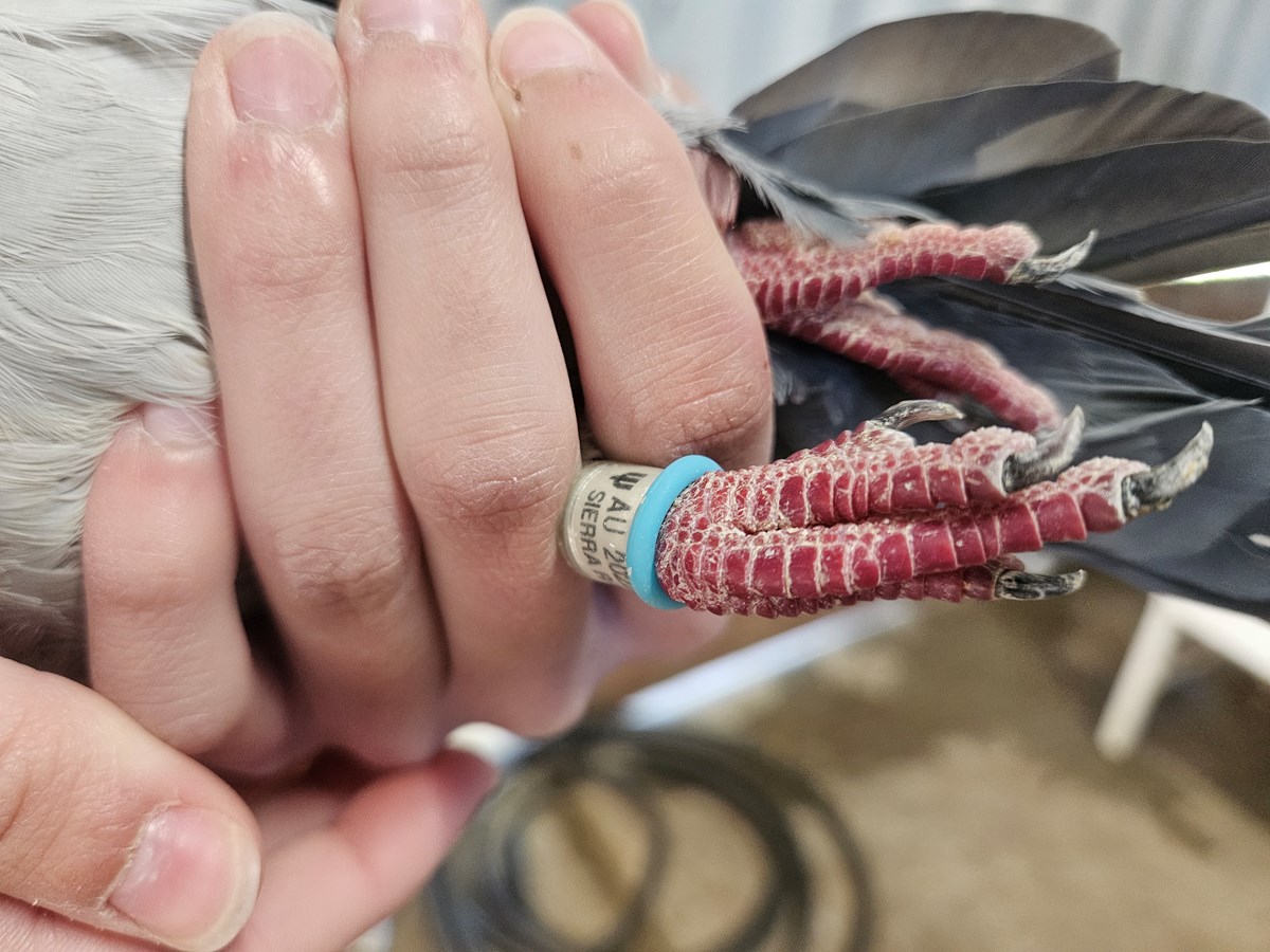 An identification band is wrapped around the ankle of a racing pigeon Friday, April 17, 2026, in Elk Grove.