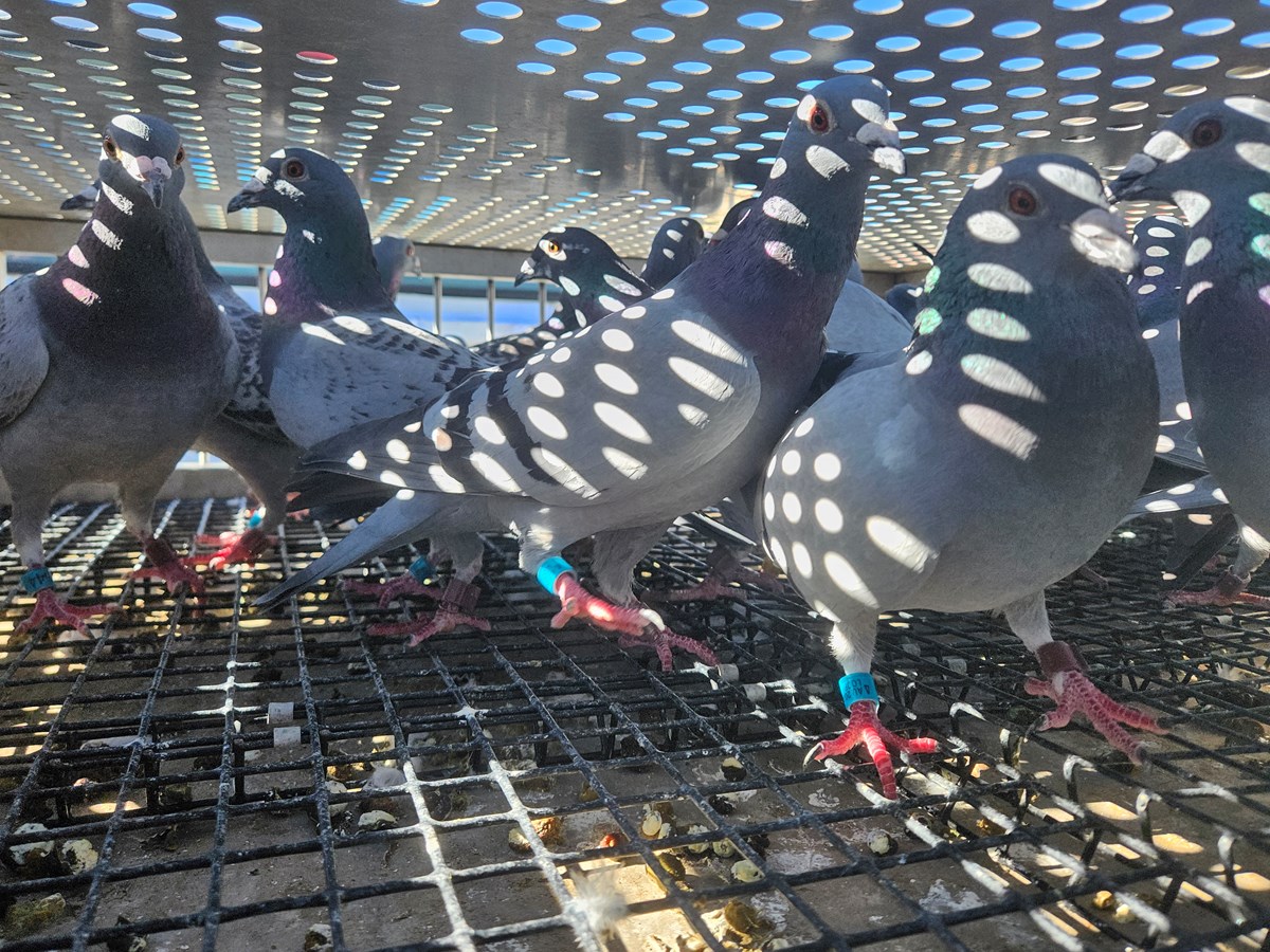 A group of racing pigeons sit waiting for a practice race near Katherine L. Albiani Middle School Friday, April 17, 2026, in Elk Grove.