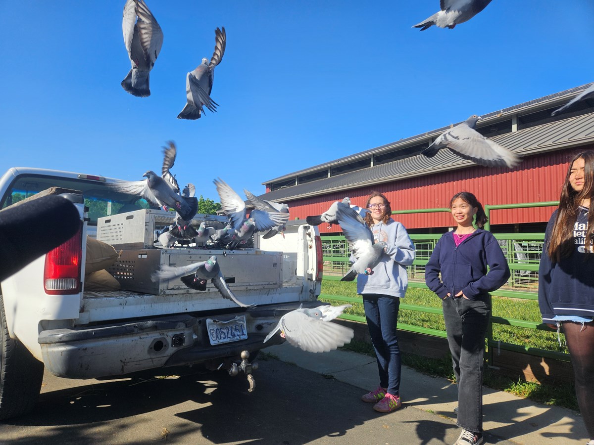 A second group of racing pigeons takes off for a practice race Friday, April 17, 2026, in Elk Grove.