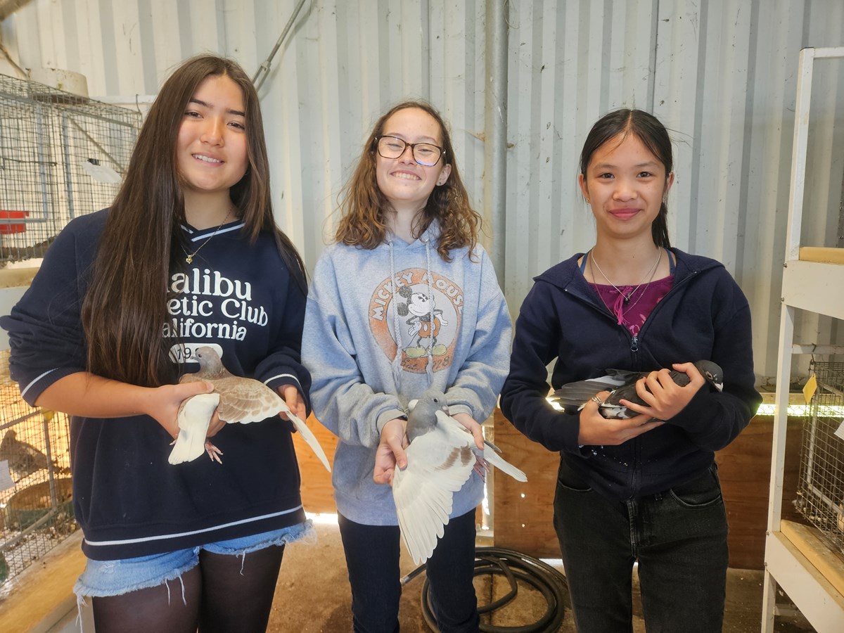 Seventh-graders Emily Dvorak (left) and Lily Wiechert (right), and eighth-grader Kathryn Deem (right) show off different colors of pigeons being raised in their agriculture class Friday, April 17, 2026, in Elk Grove.