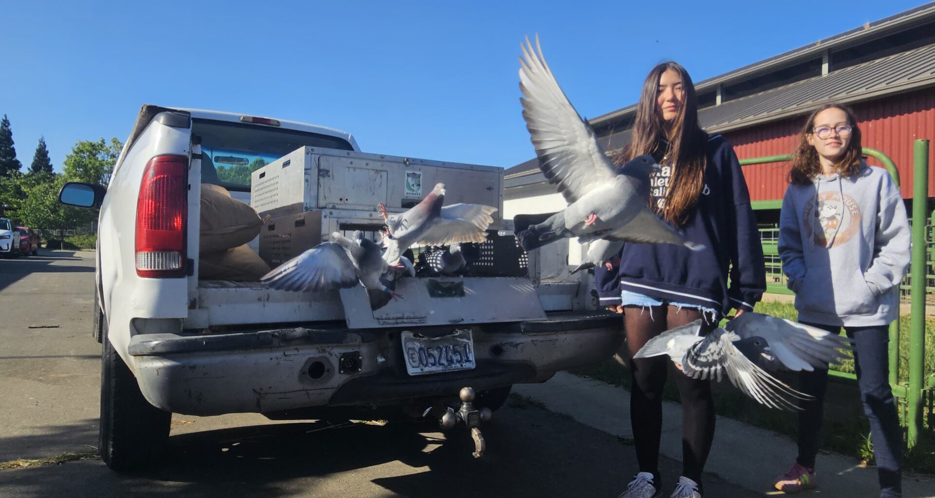 Raising racers: How Elk Grove students are caring for the next generation of pigeon athletes