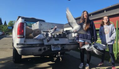 Raising racers: How Elk Grove students are caring for the next generation of pigeon athletes