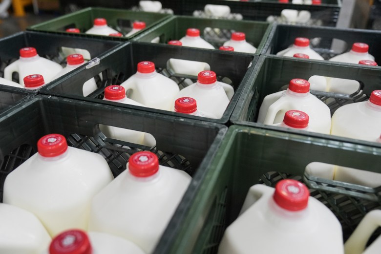Several green crates with gallon milk containers inside.