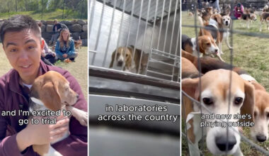 50 rescued lab beagles arrive in California weeks after rescuers were arrested at breeding facility
