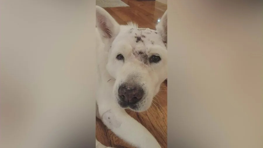 Sasha, a white Akita dog from Glendora, recovers from injuries after surviving a mountain lion attack outside her home, including wounds to her head and a mountain lion tooth lodged in her skull.