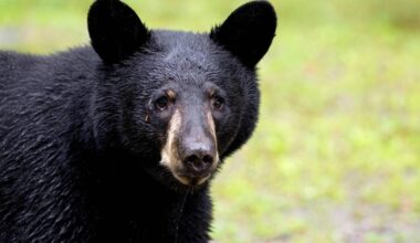 Bear spotted at UC Davis campus. How to stay safe in California bear country