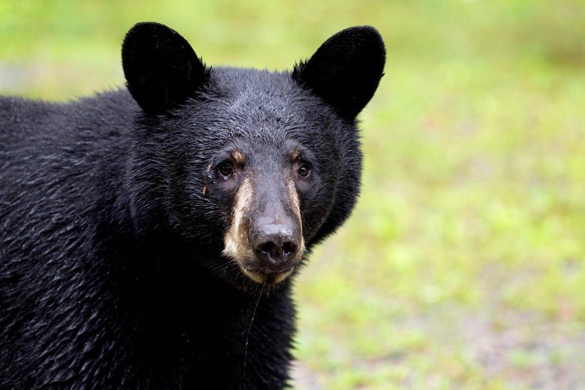 Bear spotted at UC Davis campus. How to stay safe in California bear country