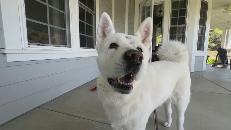 Sasha, a white Akita dog from Glendora, recovers from injuries after surviving a mountain lion attack outside her home, including wounds to her head and a mountain lion tooth lodged in her skull.