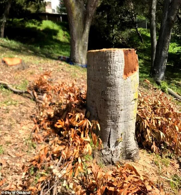 A majority of Oakland City Council members voted that the city’s tree ordinance was violated. City of Oakland