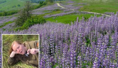 California park highlights wildflowers despite recent bloom vandalism