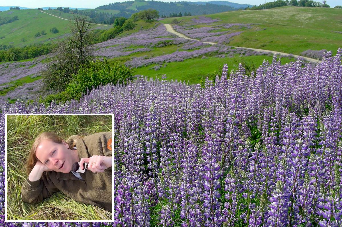 California park highlights wildflowers despite recent bloom vandalism