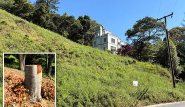 California couple hit with staggering fine for cutting down trees on their own property
